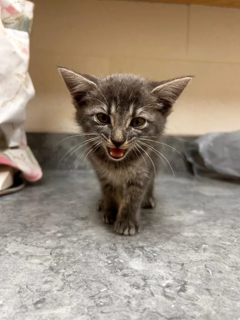 A baby medium-sized female Domestic Medium Hair cat named Puddles for adoption in Greeneville, TN