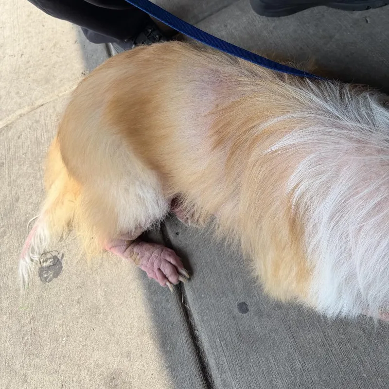 An adult medium-sized male Apricot / Beige Australian Shepherd dog named Bluey for adoption in Northbrook, IL
