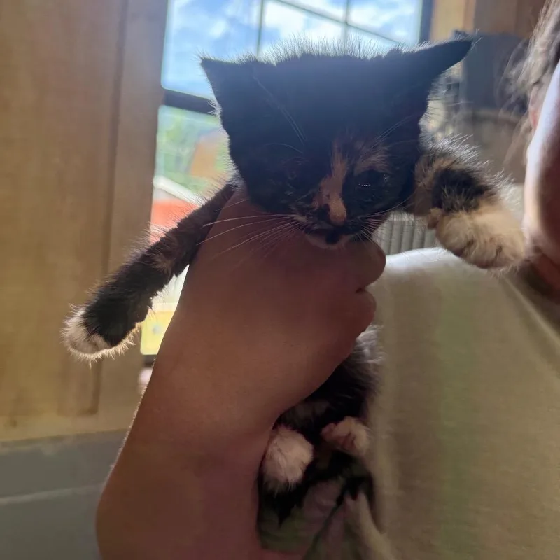 A baby small-sized female Black Domestic Short Hair cat named Daphne for adoption in Tylertown, MS