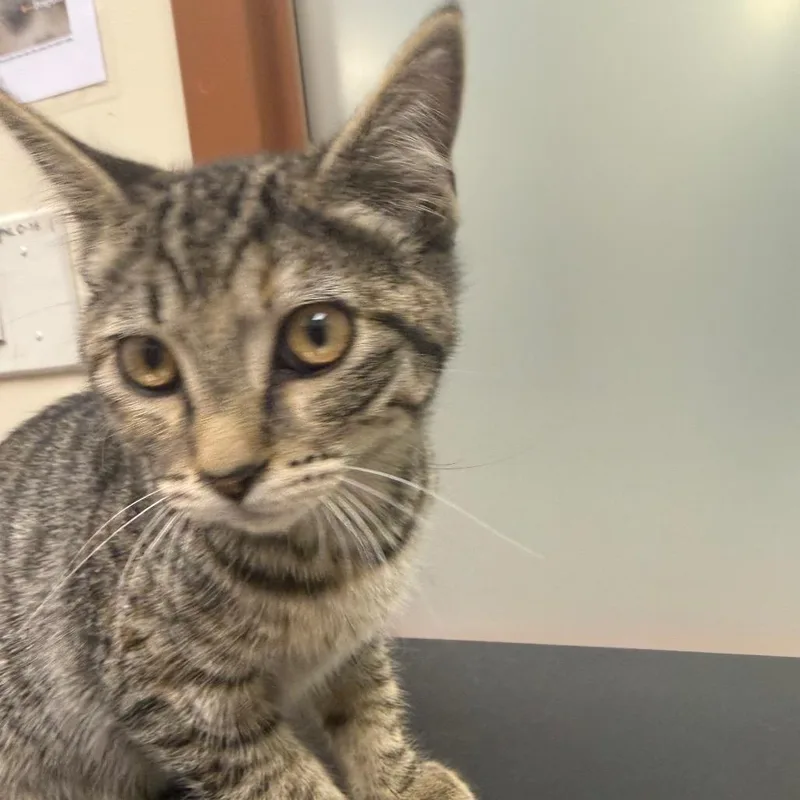 A baby small-sized female Brown / Chocolate Domestic Short Hair cat named Iepastray_ for adoption in Upland, CA