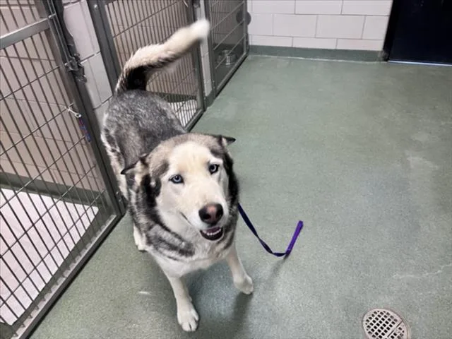 A young large-sized male Mixed Breed dog named Nordic for adoption in Santa Fe, NM