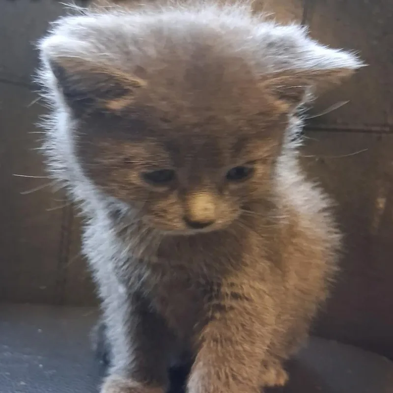 A baby small-sized male Gray / Blue / Silver Domestic Short Hair cat named Simon for adoption in Muncie, IN