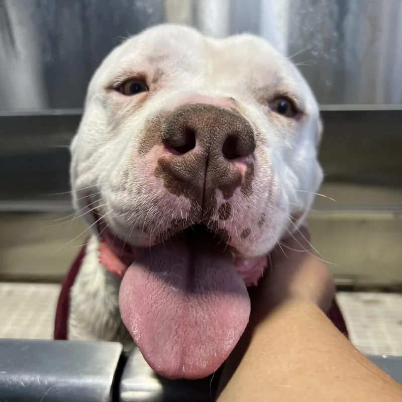 A young medium-sized male American Bulldog dog named Papasito for adoption in Ellensburg, WA