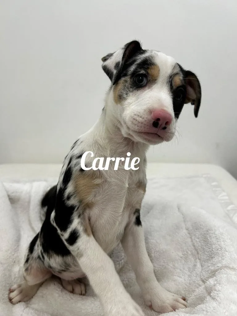A baby medium-sized female Australian Shepherd dog named Carrie for adoption in Jacksonville, IL