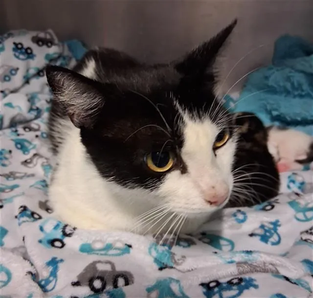 A young medium-sized female Domestic Short Hair cat named Sweetpea for adoption in Bakersfield, CA