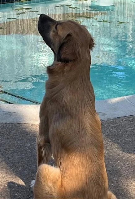 An adult large-sized female Golden Great Pyrenees dog named Ellie for adoption in Colleyville, TX