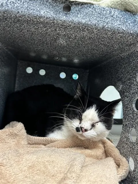A senior small-sized female Domestic Short Hair cat named Cindy for adoption in San Jose, CA