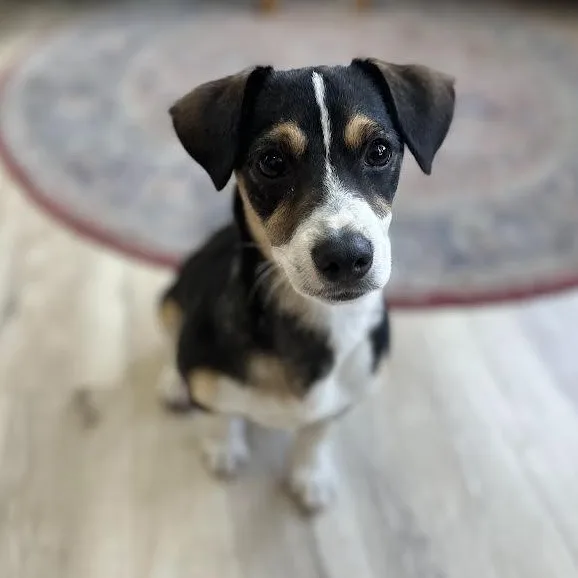 A baby small-sized male Dachshund dog named Wylie for adoption in Springfield, MO