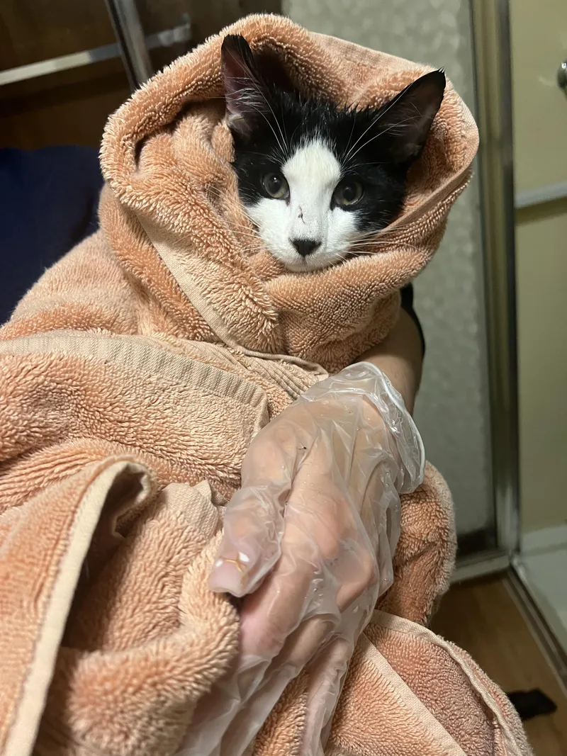 Purry Murray thumbnail 2