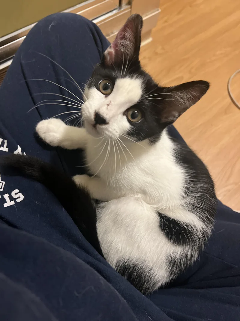 A baby medium-sized male White Domestic Short Hair cat named Purry Murray for adoption in Staten Island, NY