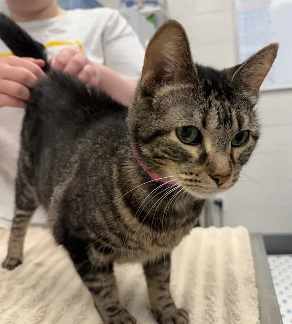 A young medium-sized female Domestic Short Hair cat named Cordelia Sprinkles for adoption in Peoria, IL