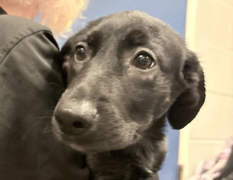 A baby small-sized female Black Labrador Retriever dog named Rose for adoption in Columbus, IN