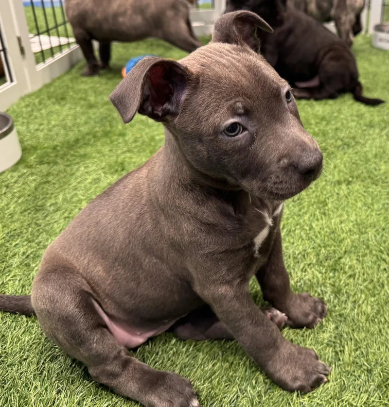 A baby medium-sized female Labrador Retriever dog named Sumira for adoption in Sanford, FL