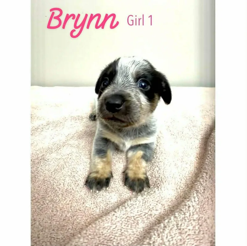 A baby small-sized female Tricolor (Brown, Black, & White) Chiweenie dog named Brynn for adoption in Eatontown, NJ