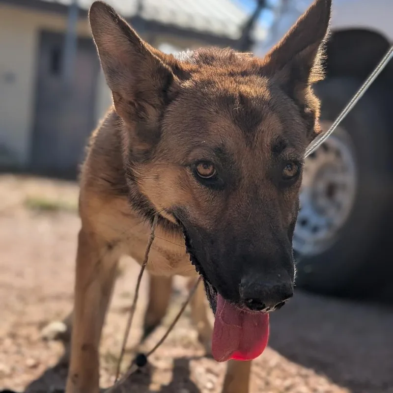 A young small-sized female German Shepherd Dog dog named Peach for adoption in Buchanan Dam, TX