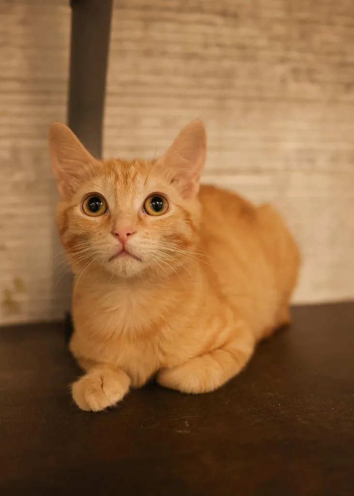 A baby medium-sized female Tabby (Orange / Red) Tabby cat named Hilton for adoption in Mira Loma, CA
