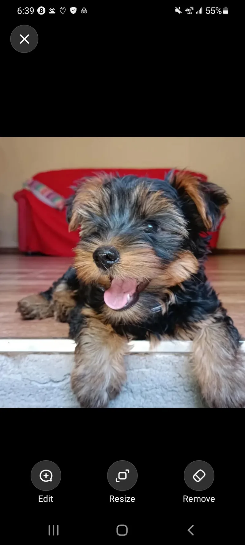 A young small-sized male Yorkshire Terrier dog named Onxy for adoption in Woodsfield, OH