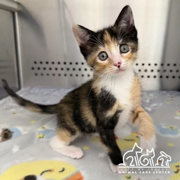 A baby small-sized female Domestic Short Hair cat named Donna for adoption in Irvine, CA