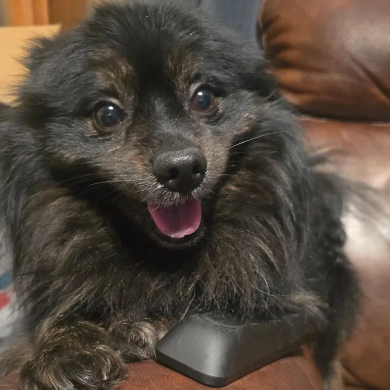 An adult small-sized male Black Pomeranian dog named Misterstingy Beekeeper for adoption in Fredericksburg, VA