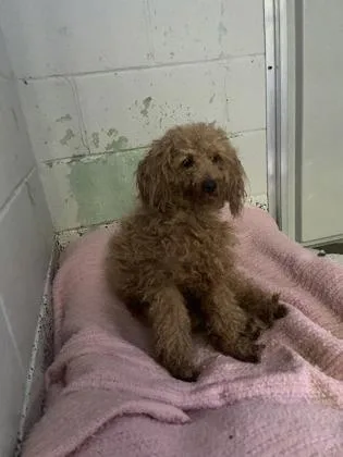 An adult small-sized male Poodle dog named Shaggy Fka Bricks for adoption in West Chester, PA