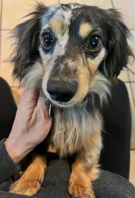 An adult small-sized male Dachshund dog named Ollie for adoption in Los Angeles, CA