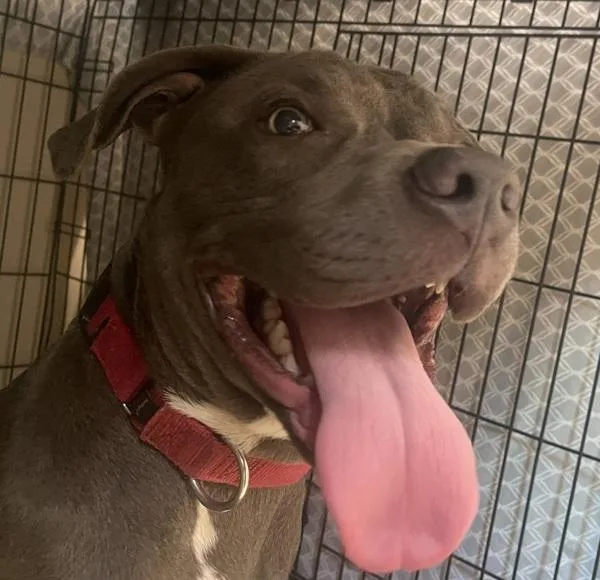 An adult medium-sized male Pit Bull Terrier dog named Hemingway for adoption in El Cajon, CA