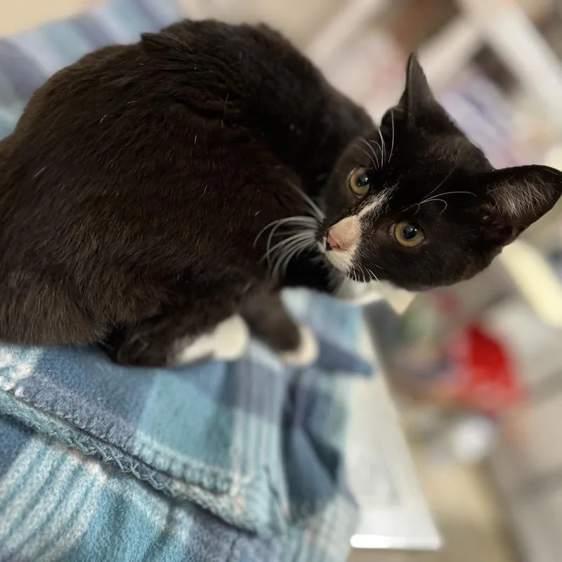 A young medium-sized male Black Domestic Short Hair cat named Duke for adoption in Clanton, AL
