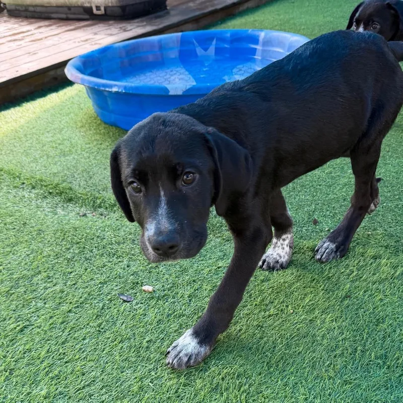 A baby medium-sized female Labrador Retriever dog named Toni for adoption in Sarasota, FL