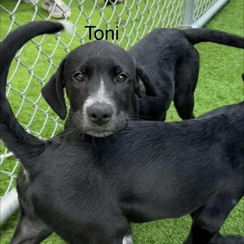 Toni thumbnail 4