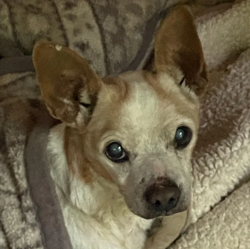 Biscuit