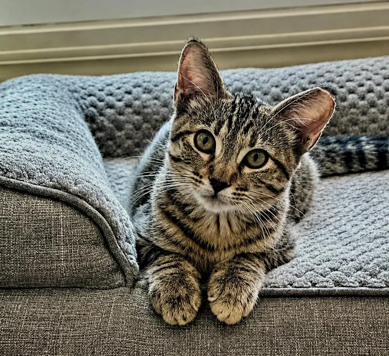 A baby medium-sized female Tabby (Brown / Chocolate) Domestic Short Hair cat named Jackie for adoption in Houston, TX