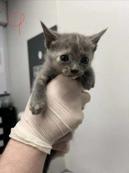 A baby small-sized female Domestic Short Hair cat named Mary for adoption in West Chester, PA