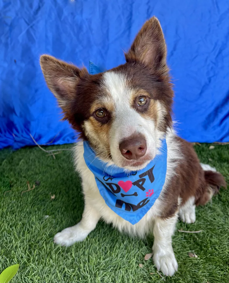 Toby thumbnail 3
