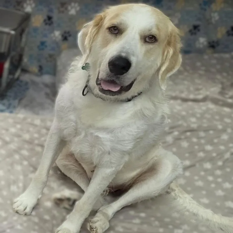 An adult large-sized female Great Pyrenees dog named Willa May for adoption in Atlanta, GA