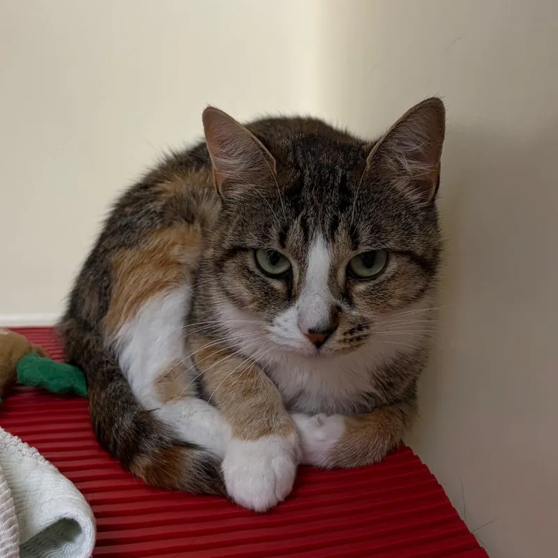 An adult medium-sized female Orange / Red Domestic Short Hair cat named Butterfly for adoption in Harrisonburg, VA