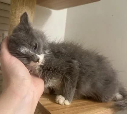 A baby small-sized female Domestic Medium Hair cat named Saturn for adoption in Wilkesboro, NC