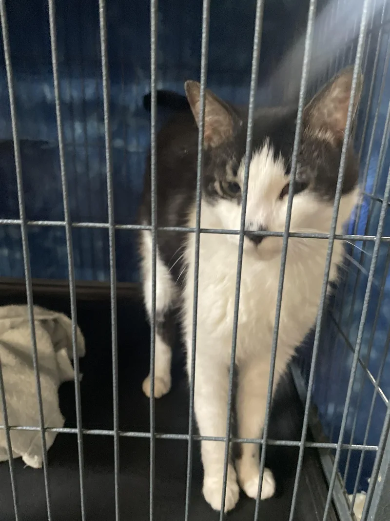 An adult medium-sized male Tuxedo cat named Mel for adoption in Billings, MT