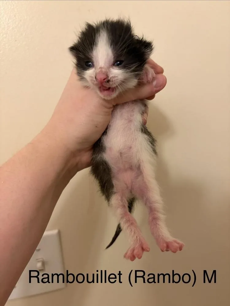 A baby small-sized male Domestic Medium Hair cat named Rambouillet for adoption in Chicago, IL