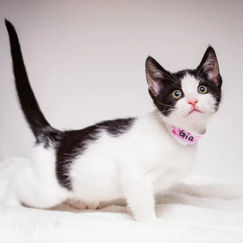 A baby small-sized female White Domestic Short Hair cat named Gia for adoption in Hattiesburg, MS