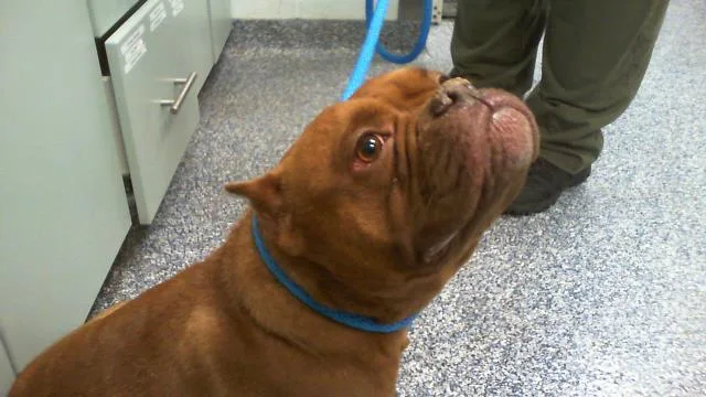An adult medium-sized female American Bulldog dog named Carmel for adoption in Charlotte, NC