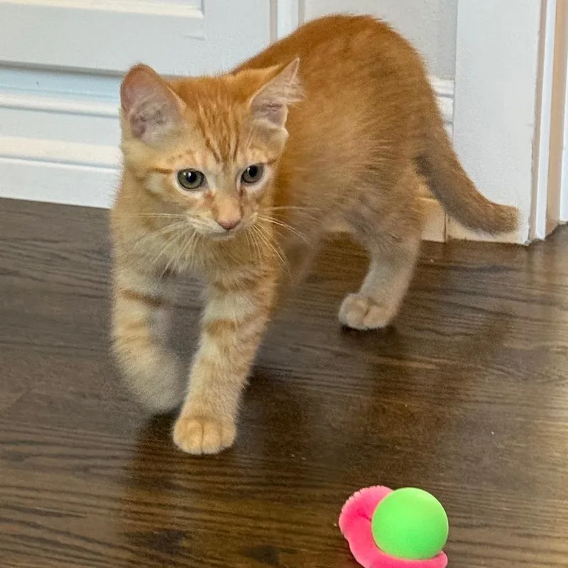 A baby small-sized male Orange / Red Domestic Short Hair cat named Humphrey for adoption in Pleasanton, CA