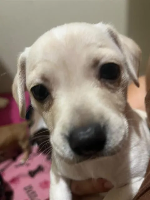 A baby small-sized male Labrador Retriever dog named Snoopy for adoption in San Antonio, TX