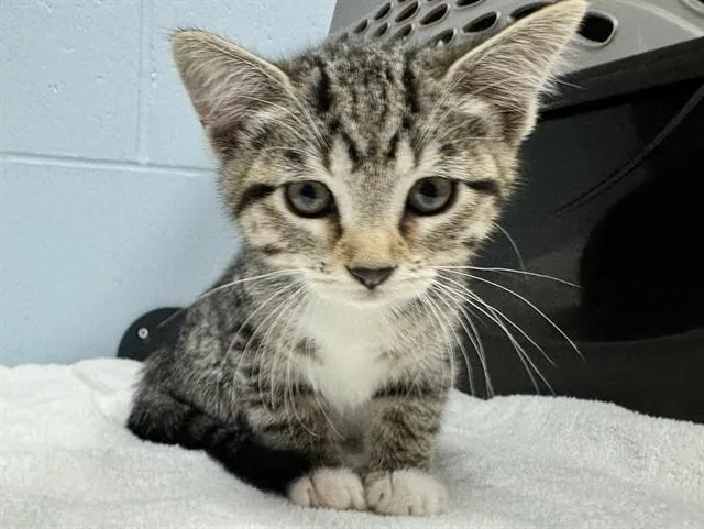 A baby small-sized female Domestic Short Hair cat named Wisteria for adoption in Ames, IA
