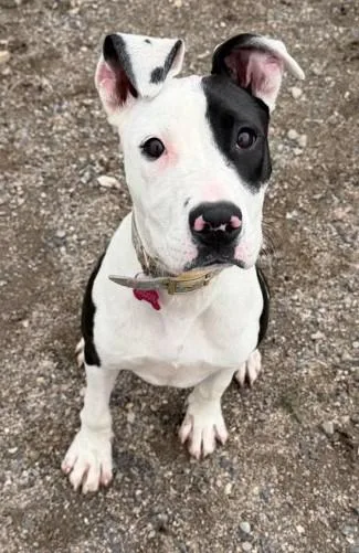 A baby medium-sized female White / Cream Pit Bull Terrier dog named Maggie for adoption in Butte, MT