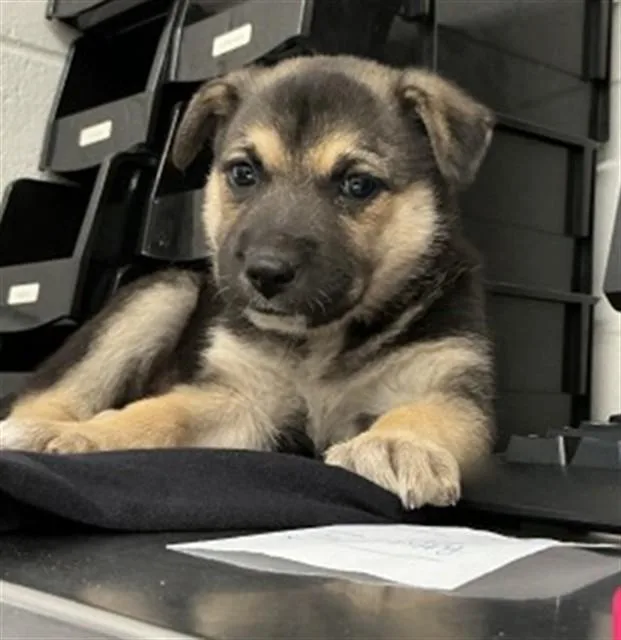A baby small-sized female German Shepherd Dog dog named Dumpling for adoption in San Bernardino, CA