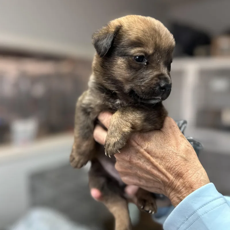 A baby medium-sized male Black Cattle Dog dog named Cranium for adoption in Columbia, SC