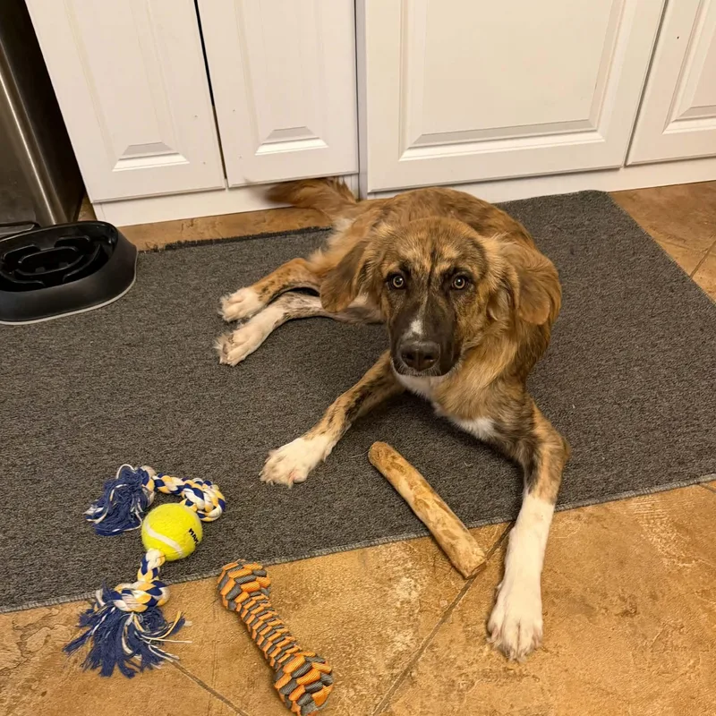 A baby large-sized female Anatolian Shepherd dog named Sage for adoption in Chatham, NJ