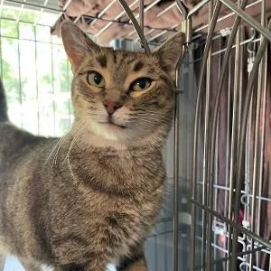 An adult medium-sized female Tabby (Brown / Chocolate) Domestic Short Hair cat named Sweet Pea for adoption in Spencer, IN