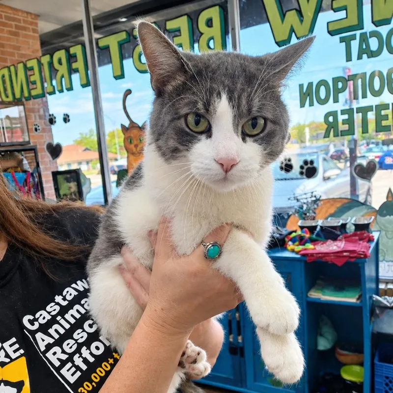 An adult medium-sized male White Domestic Short Hair cat named Fred for adoption in Springfield, MO