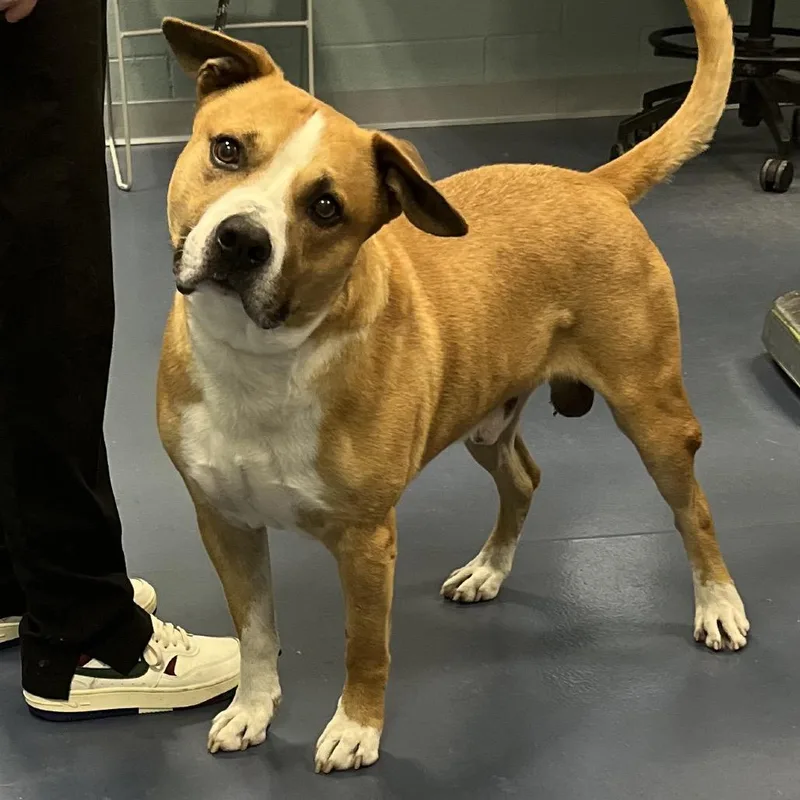 An adult large-sized male Yellow / Tan / Blond / Fawn Mixed Breed dog named Ollie for adoption in Greensboro, NC